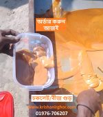 বীজ গুড়-1 Kg